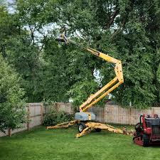 Best Tree Health Inspection  in French Valley, CA