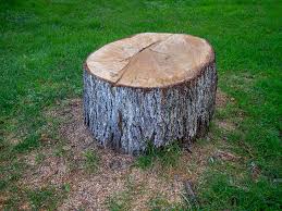 Reliable French Valley, CA Tree Removal Solutions