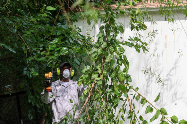 How Our Tree Care Process Works  in  French Valley, CA